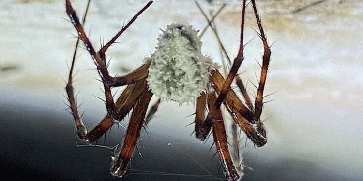 Scientists Discover “Zombie” Fungus That Seizes Control of Spiders, Suggest It Be Used for Human Medicine