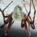 Scientists Discover “Zombie” Fungus That Seizes Control of Spiders, Suggest It Be Used for Human Medicine