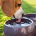 Veterinarian Reveals Why You Shouldn’t Let Your Dog Drink From Public Water Bowls