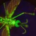 New Drug Turns Human Blood Into Mosquito-Killing Weapon