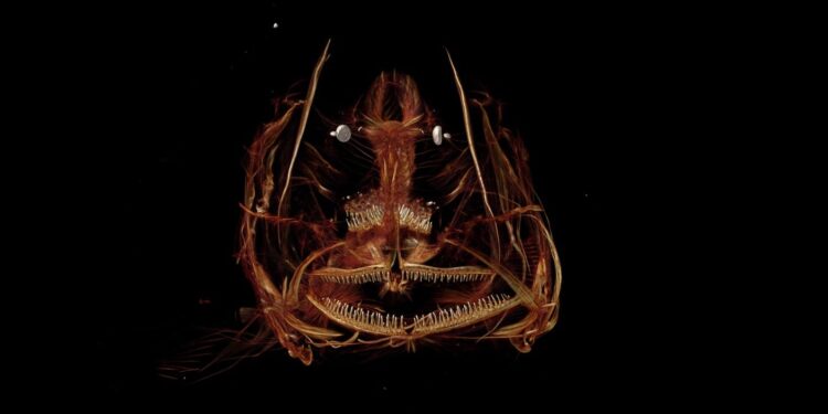 Scientists Discover Thousands of New Microbial Species Thriving in the Mariana Trench