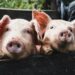 Scientists Just Transplanted a Pig Liver Into a Person for the First Time