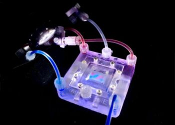 Printing the Future of Life: How 3D Collagen Scaffolds Grow Real Tissues