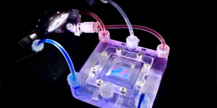 Printing the Future of Life: How 3D Collagen Scaffolds Grow Real Tissues