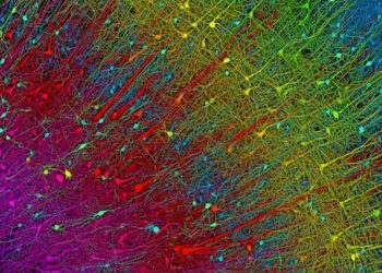 Parkinson’s Patients Say Their Symptoms Eased After Receiving Millions of New Brain Cells