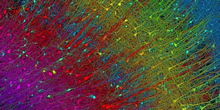 Parkinson’s Patients Say Their Symptoms Eased After Receiving Millions of New Brain Cells