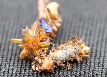 Extremely Metal “Bone Collector” Caterpillar Cloaks Itself in the Shattered Exoskeletons of Its Vanquished Foes