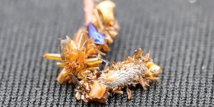 Extremely Metal “Bone Collector” Caterpillar Cloaks Itself in the Shattered Exoskeletons of Its Vanquished Foes