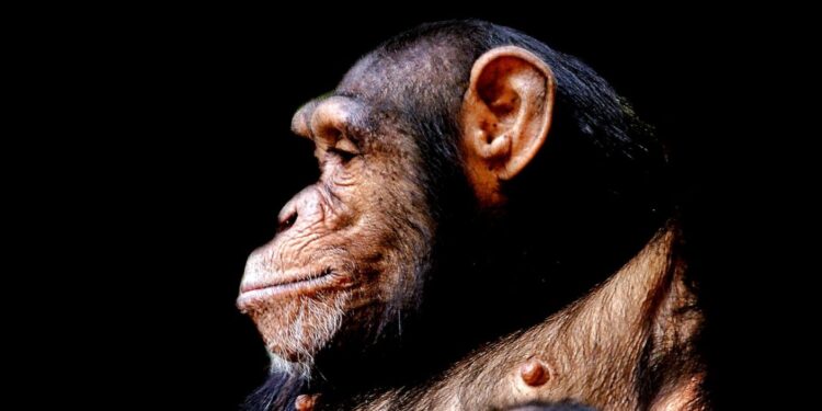 What Makes the Human Brain Unique? Scientists Compared It With Monkeys and Apes to Find Out