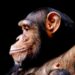 What Makes the Human Brain Unique? Scientists Compared It With Monkeys and Apes to Find Out