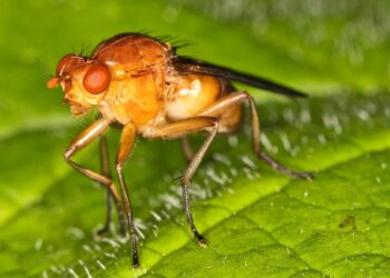 Team discovers fruit fly larvae have a sixth sense