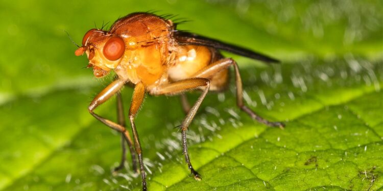 Team discovers fruit fly larvae have a sixth sense