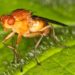 Team discovers fruit fly larvae have a sixth sense