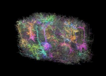 Largest Brain Map Ever Reveals Hidden Algorithms of the Mammalian Brain