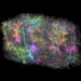 Largest Brain Map Ever Reveals Hidden Algorithms of the Mammalian Brain