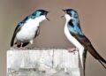 Aggressive birds reveal how evolution repeats itself
