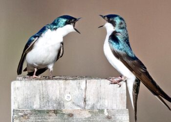 Aggressive birds reveal how evolution repeats itself
