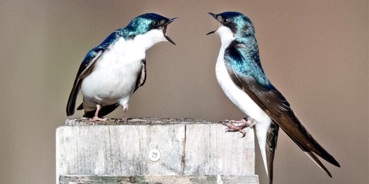 Aggressive birds reveal how evolution repeats itself