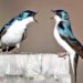 Aggressive birds reveal how evolution repeats itself
