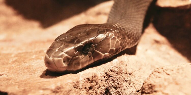 This Man Survived Hundreds of Deadly Snakebites. His Blood Holds the Key to a Potent New Antivenom.