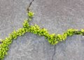 Nature inspires concrete that can mend its own cracks