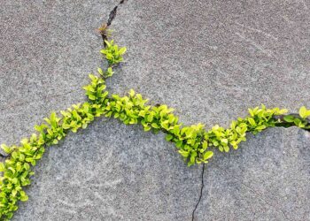 Nature inspires concrete that can mend its own cracks
