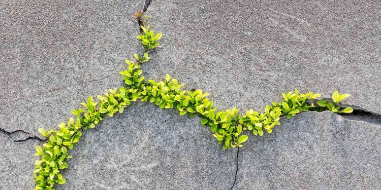 Nature inspires concrete that can mend its own cracks