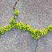 Nature inspires concrete that can mend its own cracks