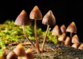 Natural Compound From Mushrooms Could Benefit People With Cancer and Major Depression