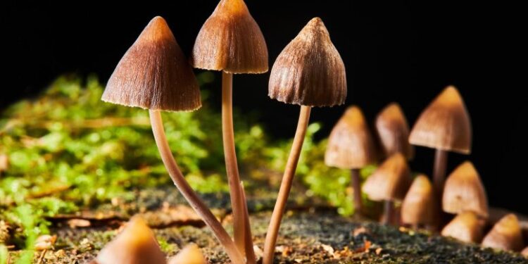 Natural Compound From Mushrooms Could Benefit People With Cancer and Major Depression