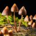 Natural Compound From Mushrooms Could Benefit People With Cancer and Major Depression