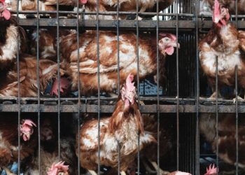 How the Farm Industry Spied on Animal Rights Activists and Pushed the FBI to Treat Them as Bioterrorists