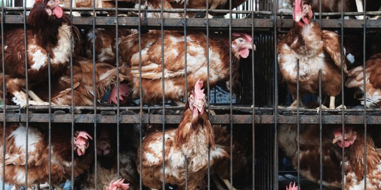 How the Farm Industry Spied on Animal Rights Activists and Pushed the FBI to Treat Them as Bioterrorists