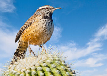 Few bird species can escape climate change