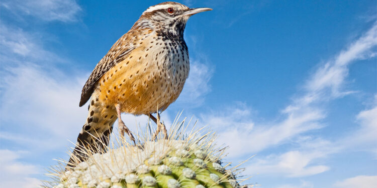 Few bird species can escape climate change
