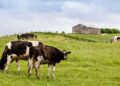 Quebec’s dairy farmers are blocking free trade in Canada
