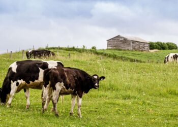 Quebec’s dairy farmers are blocking free trade in Canada
