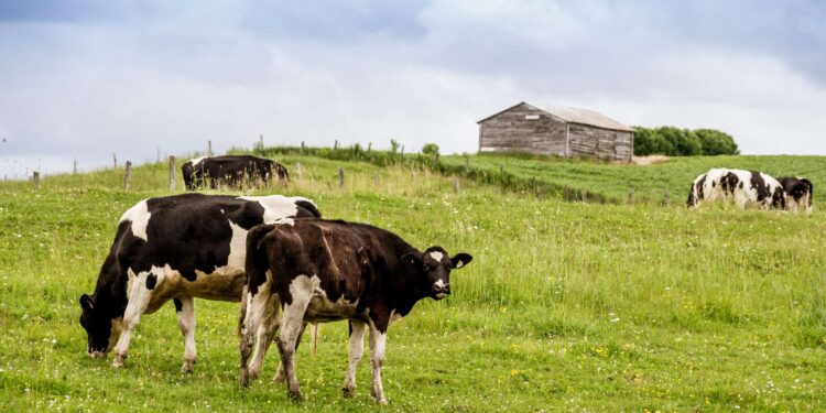 Quebec’s dairy farmers are blocking free trade in Canada