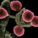 CAR T Therapy Wipes Out Deadly Metastasized Cancer in Mice