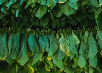 Scientists Genetically Engineer Tobacco Plants to Pump Out a Popular Cancer Drug