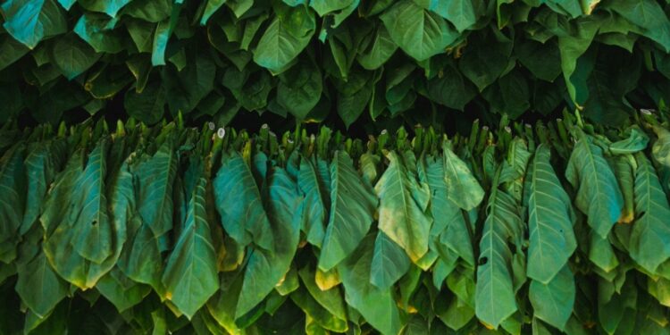 Scientists Genetically Engineer Tobacco Plants to Pump Out a Popular Cancer Drug