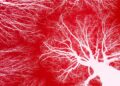 Scientists Can Now Design Intricate Networks of Blood Vessels for 3D-Printed Organs