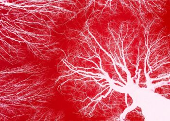 Scientists Can Now Design Intricate Networks of Blood Vessels for 3D-Printed Organs