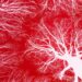 Scientists Can Now Design Intricate Networks of Blood Vessels for 3D-Printed Organs