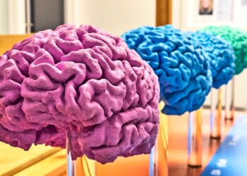 ‘Forever chemicals’ affect developing male brains