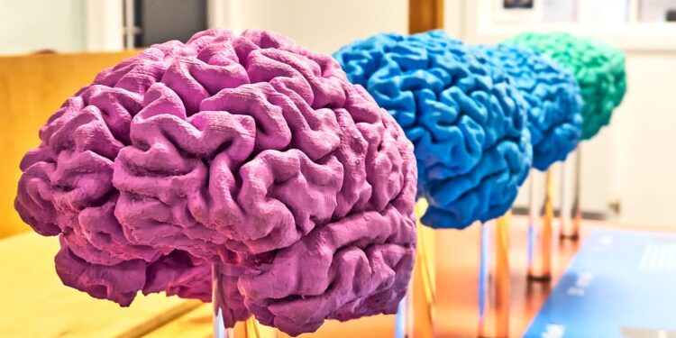 ‘Forever chemicals’ affect developing male brains