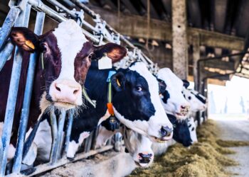 Deadly Salmonella in cows is on the rise globally
