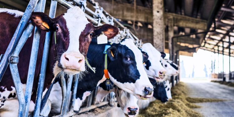Deadly Salmonella in cows is on the rise globally