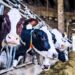 Deadly Salmonella in cows is on the rise globally