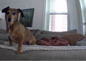 Amazon’s Blink Mini camera has a record-low Prime Day price of $15